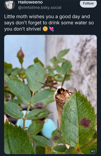 a moth wishing you a happy day 